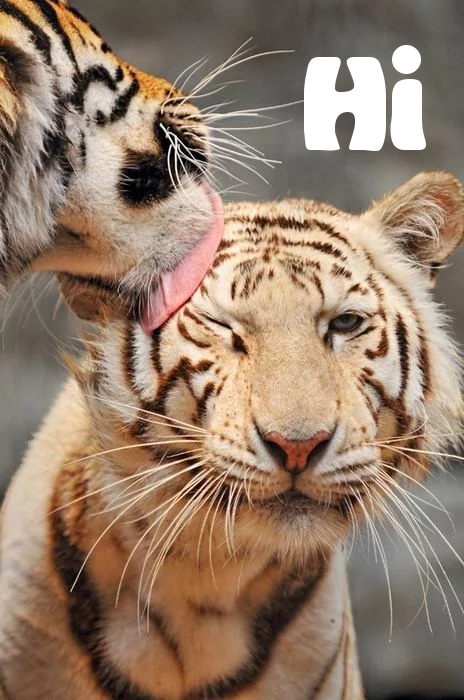 Тигры привет! Hi