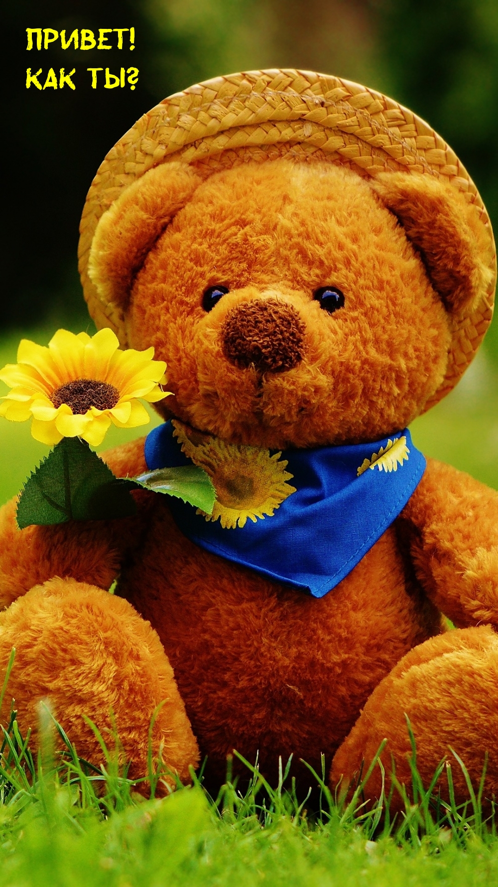 Тигры привет! Hi