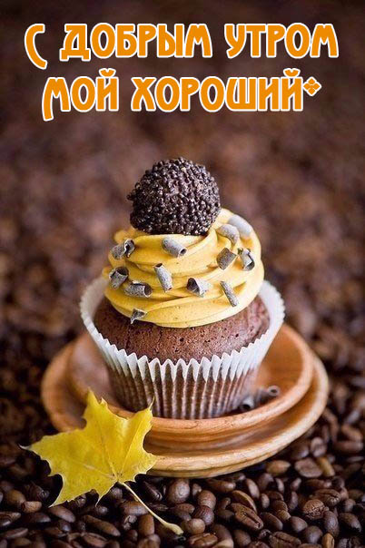 Тигры привет! Hi