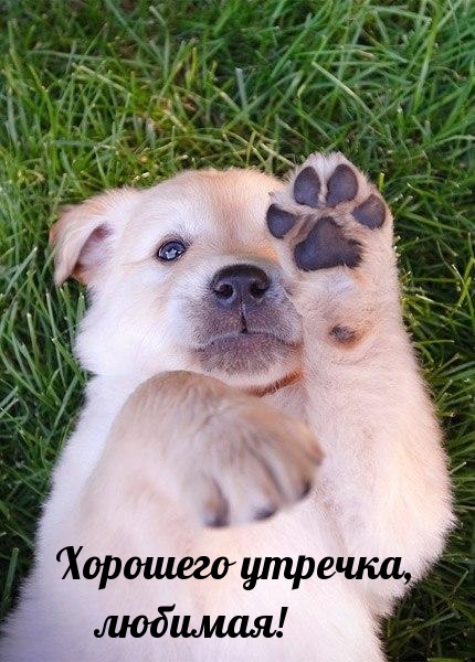 Тигры привет! Hi