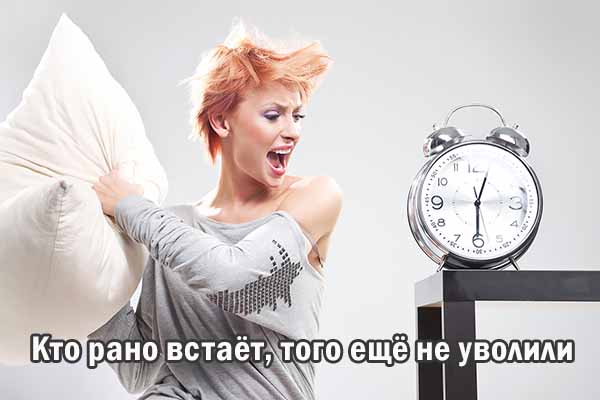 Тигры привет! Hi